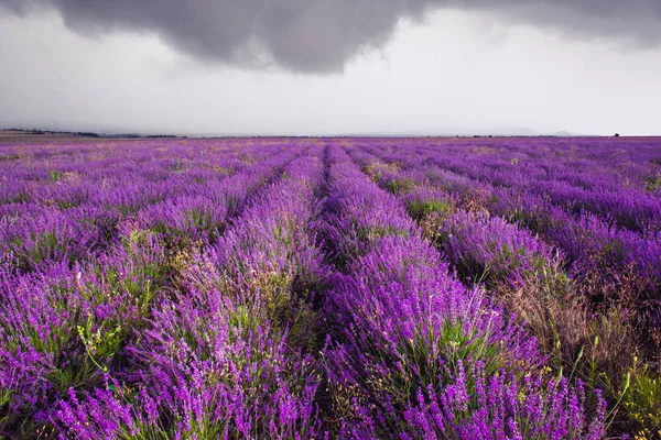 Lavender field in Crimea during a stormy day — Stock Photo, Image