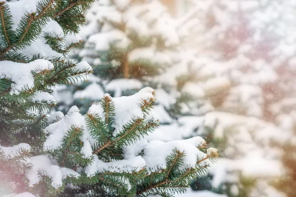 Сосна зеленая ветка под снегом с размытым копирайтом — стоковое фото
