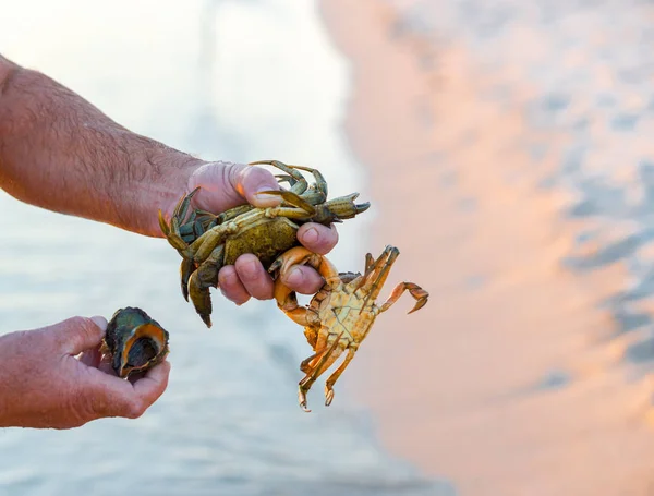 Hand holding freshwater crab or rice field crab live in irrigation canal