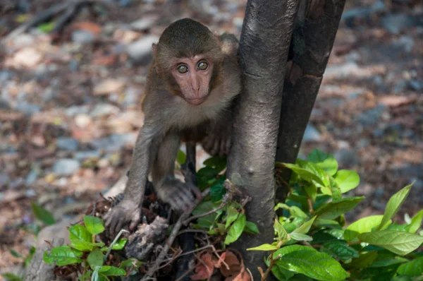 Um macaco bonito vive em uma floresta natural da Tailândia . — Fotografia de Stock