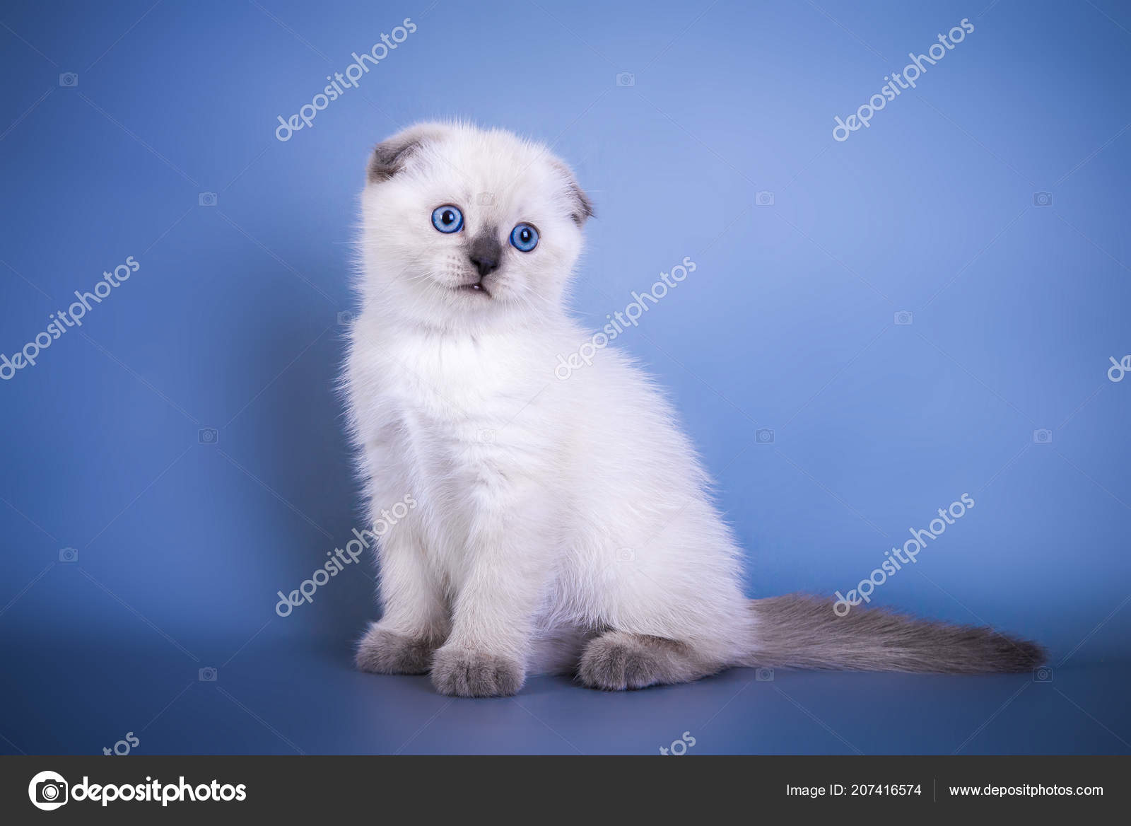 Cute Scottish Fold Shorthair Silver Color Point Kitten With Blue Eyes Stock Photo Image By C Photoallel