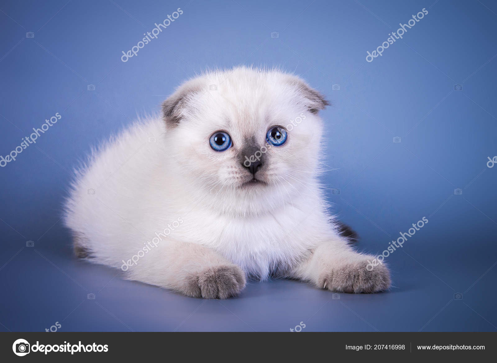 Mignon Ecossais Pli Shorthair Argent Point De Couleur Chaton Avec Des Yeux Bleus Photographie Photoallel C Mignon Ecossais Pli Shorthair Argent Point De Couleur Chaton Avec Des Yeux Bleus Photographie Photoallel C
