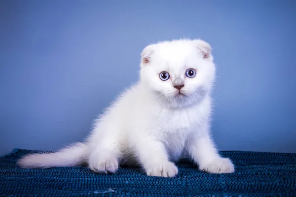 Симпатичный шотландский складной коротышка серебристый цвет точка котенок с голубыми глазами — стоковое фото