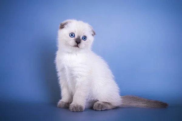 Lindo escocés pliegue taquigrafía plata color punto gatito con ojos azules —  Fotos de Stock