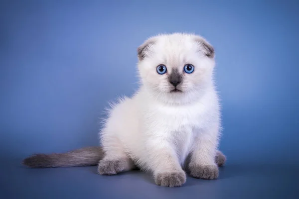 Симпатичный шотландский складной коротышка серебристый цвет точка котенок с голубыми глазами — стоковое фото