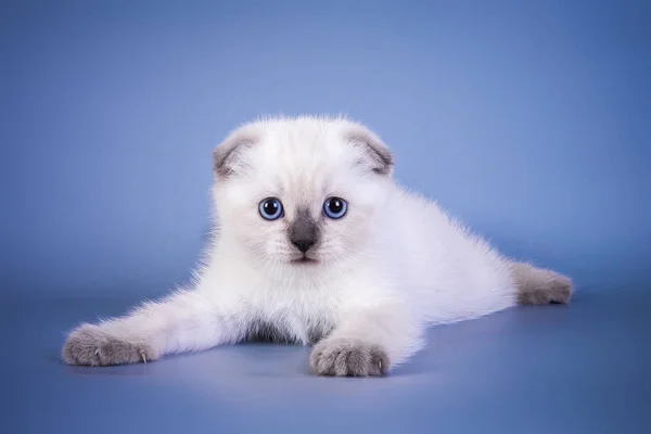 可爱的苏格兰折叠短毛猫银色色点小猫与蓝色眼睛 — 图库照片