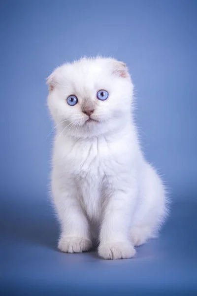 Cute scottish fold shorthair silver color point kitten with blue eyes — Stock Photo, Image