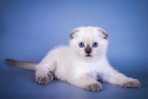 Bonito escocês dobra shorthair prata ponto gatinho com olhos azuis — Fotografia de Stock