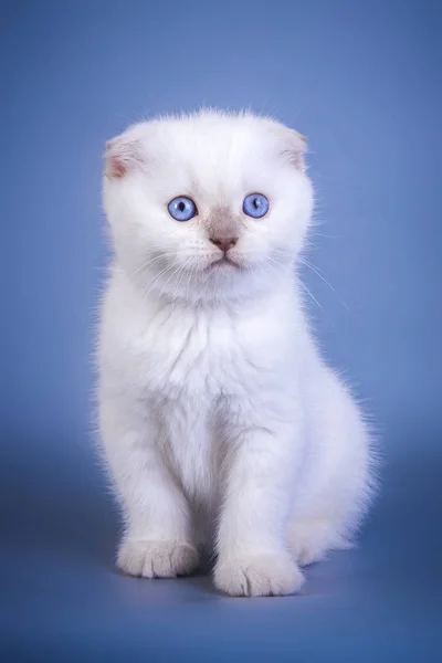Mavi gözlü sevimli İskoç fold stenografi gümüş renk nokta yavru kedi — Stok fotoğraf