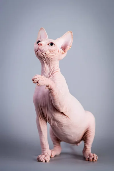 Sphynx Canadian hairless kitten playing on grey background, studio photo. — Stock Photo, Image