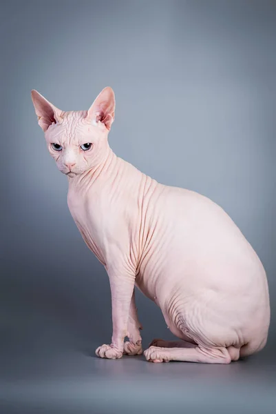 Sphynx Canadian hairless kitten on grey background, studio photo. — Stock Photo, Image