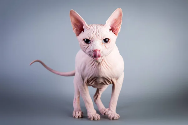 Sphynx Canadian hairless kitten on grey background, studio photo. — Stock Photo, Image