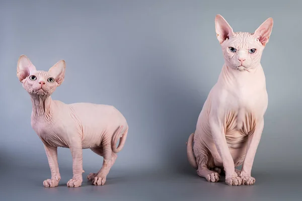 Sphynx Canadian hairless kitten with his daddy on grey background, studio photo. — Stock Photo, Image