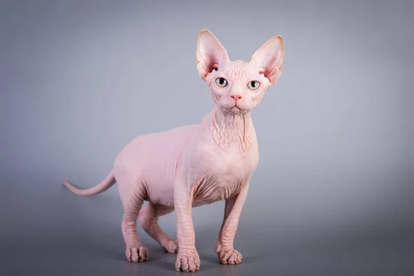 Sphynx Canadian hairless kitten on grey background, studio photo. — Stock Photo, Image