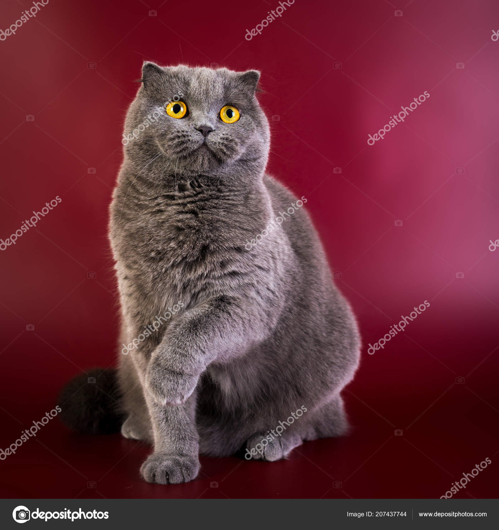 Porträt Von Britisch Kurzhaar Blau Graue Katze Mit Leuchtend