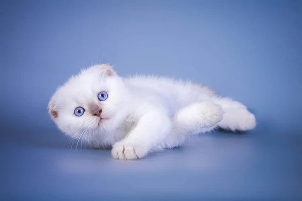 Bonito escocês dobra shorthair prata ponto gatinho com olhos azuis — Fotografia de Stock