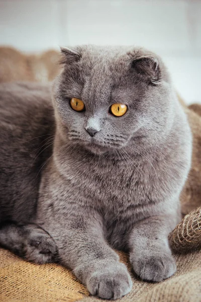 Krásné modré scottish fold kočka s zlatýma očima na pytlovina pozadí — Stock fotografie