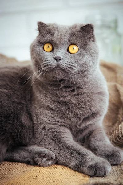 黄麻布の背景に素敵なブルー スコティッシュフォールド金色の目を持つ猫 — ストック写真