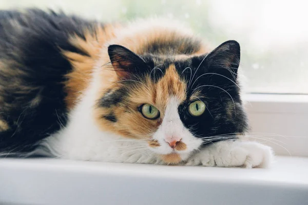 Genç kaplumbağa üç renkli rahatlatıcı kedi. Kameraya bakarak pencere yatan yeşil gözlü kedi. — Stok fotoğraf