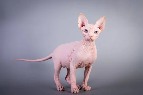 Sphynx Canadian hairless kitten on grey background, studio photo. — Stock Photo, Image