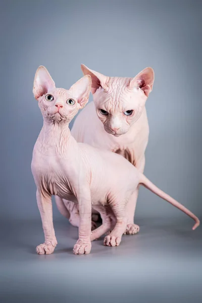 Sphynx Canadian hairless kitten with his daddy on grey background, studio photo. — Stock Photo, Image