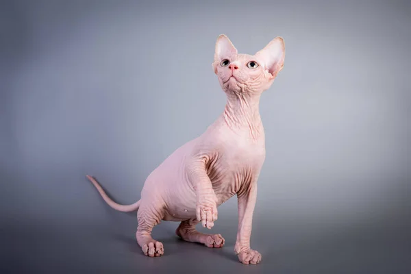 Sphynx Canadian hairless kitten playing on grey background, studio photo. — Stock Photo, Image