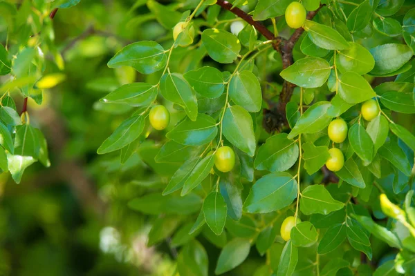 Fundo verde de ramos de jujuba (jujuba real, data chinesa, capiinit, jojoba, lat. No processo jujuba). É verão. — Fotografia de Stock