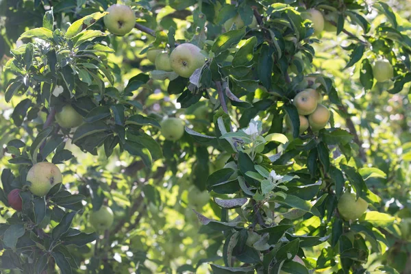 Pommes mûres vertes pousse sur une branche parmi le feuillage vert — Photo