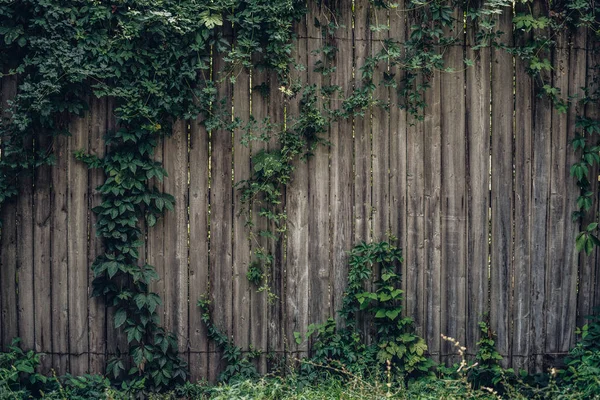Holzzaun mit natürlichen Efeureben umrahmt. Tonisierungseffekt mit einem alten Retro-Instagram-Filter. — Stockfoto