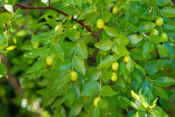 Fond vert des branches de jujube (jujube réel, date chinoise, capiinit, jojoba, lat. Dans le processus jujuba). C'est l'été. — Photo