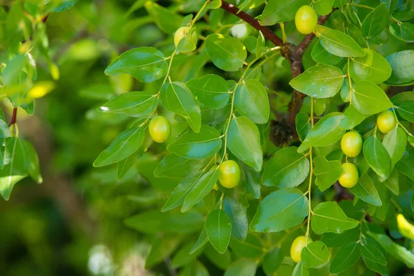 Fond vert des branches de jujube (jujube réel, date chinoise, capiinit, jojoba, lat. Dans le processus jujuba). C'est l'été. — Photo