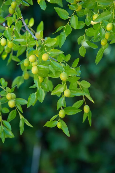Fond vert des branches de jujube (jujube réel, date chinoise, capiinit, jojoba, lat. Dans le processus jujuba). C'est l'été. — Photo