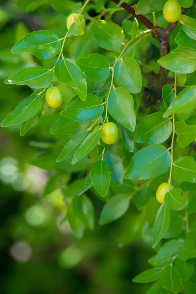 Fundo verde de ramos de jujuba (jujuba real, data chinesa, capiinit, jojoba, lat. No processo jujuba). É verão. — Fotografia de Stock