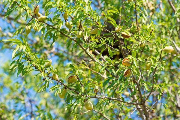 Nouvelle récolte d'amandes, amandes sur l'arbre, Sicile, Italie — Photo