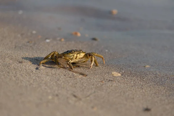 Close-up and selective focus on red sand crab at Tanjong Lobang beach, Miri, Sarawak, Borneo — Stock Photo, Image