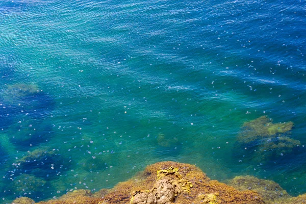 Заторы Миллионы медуз плавают в морской лагуне в результате проникновения холодного потока. Опасность для людей, плавающих — стоковое фото