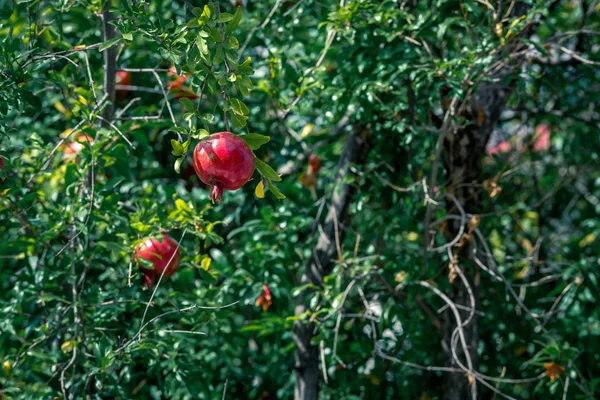 Ağaç Dalı, seçici odak olgun nar meyve — Stok fotoğraf