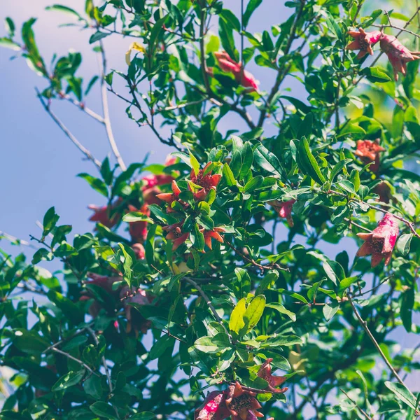 Fruits mûrs et petits fruits de grenade sur branche d'arbre, foyer sélectif. Toné. mat — Photo