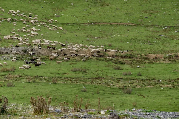 Flock of sheep on the slope of the mountain — Stock Photo, Image