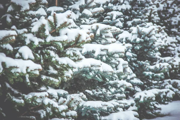 Замороженные хвойные ветви белой зимой. Снежная буря . — стоковое фото