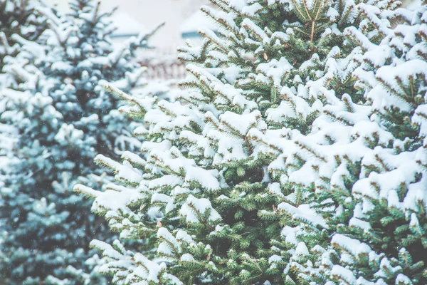 Gefrorene Nadelzweige im weißen Winter. Schneesturm. — Stockfoto