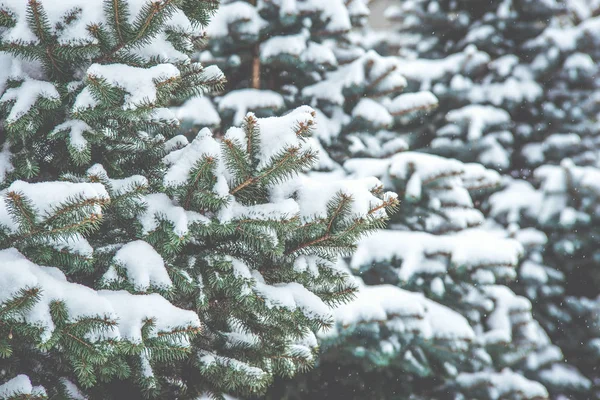 Замороженные хвойные ветви белой зимой. Снежная буря . — стоковое фото