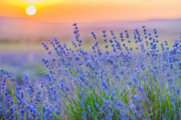 Lavender Field in the summer, natural colors, selective focus. — Stock Photo, Image