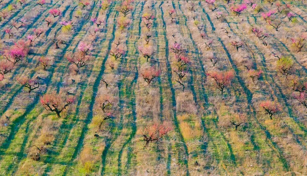 Blooming peach trees — Stock Photo, Image