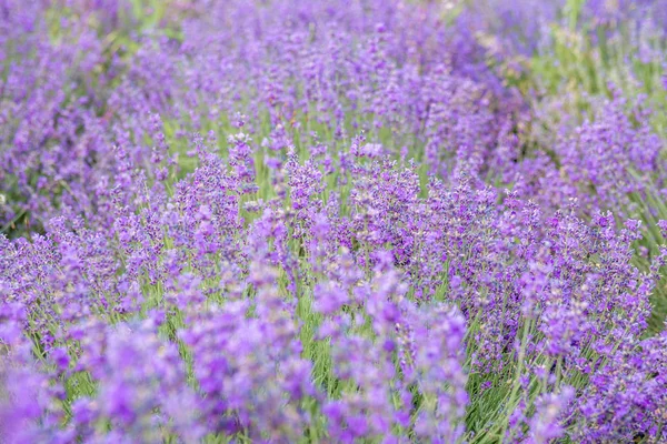 A beleza de um pequeno campo de flores roxas, ou bem conhecido como Cyanthillium cinereum, no efeito da luz solar da tarde. Fundo natural bonito. Foco seletivo . — Fotografia de Stock