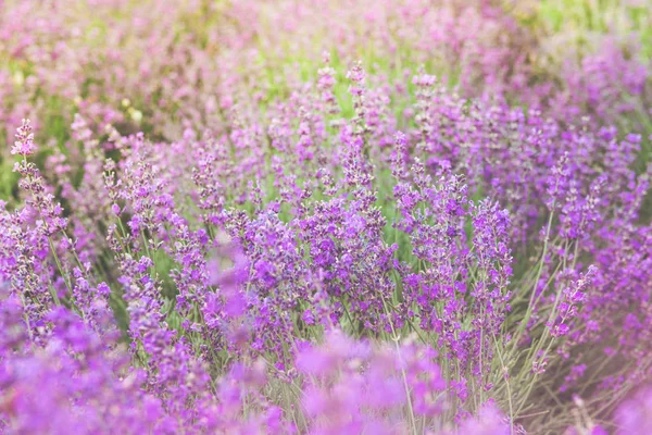 La bellezza di un piccolo campo di fiori viola, o meglio conosciuto come Cyanthillium cinereum, sull'effetto luce solare pomeridiana. Bellissimo sfondo naturale. Focus selettivo . — Foto Stock