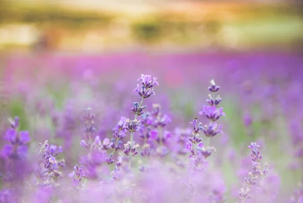 La beauté d'un petit champ de fleurs violettes, ou bien connu sous le nom de Cyanthillium cinereum, sur l'effet de la lumière du soleil de l'après-midi. Beau fond naturel. Concentration sélective . — Photo