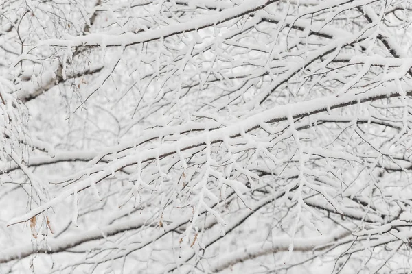 Деревья Снегом Зимнем Парке Снежный День Облачное Небо — стоковое фото