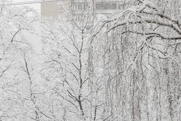 Bäume mit Schnee im Winterpark. verschneiter Tag, bewölkter Himmel. — Stockfoto