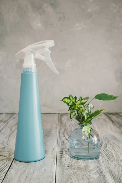 Niewiele roślin w szklanej butelce i spray do opryskiwania roślin na stole przez Selektywny fokus — Zdjęcie stockowe